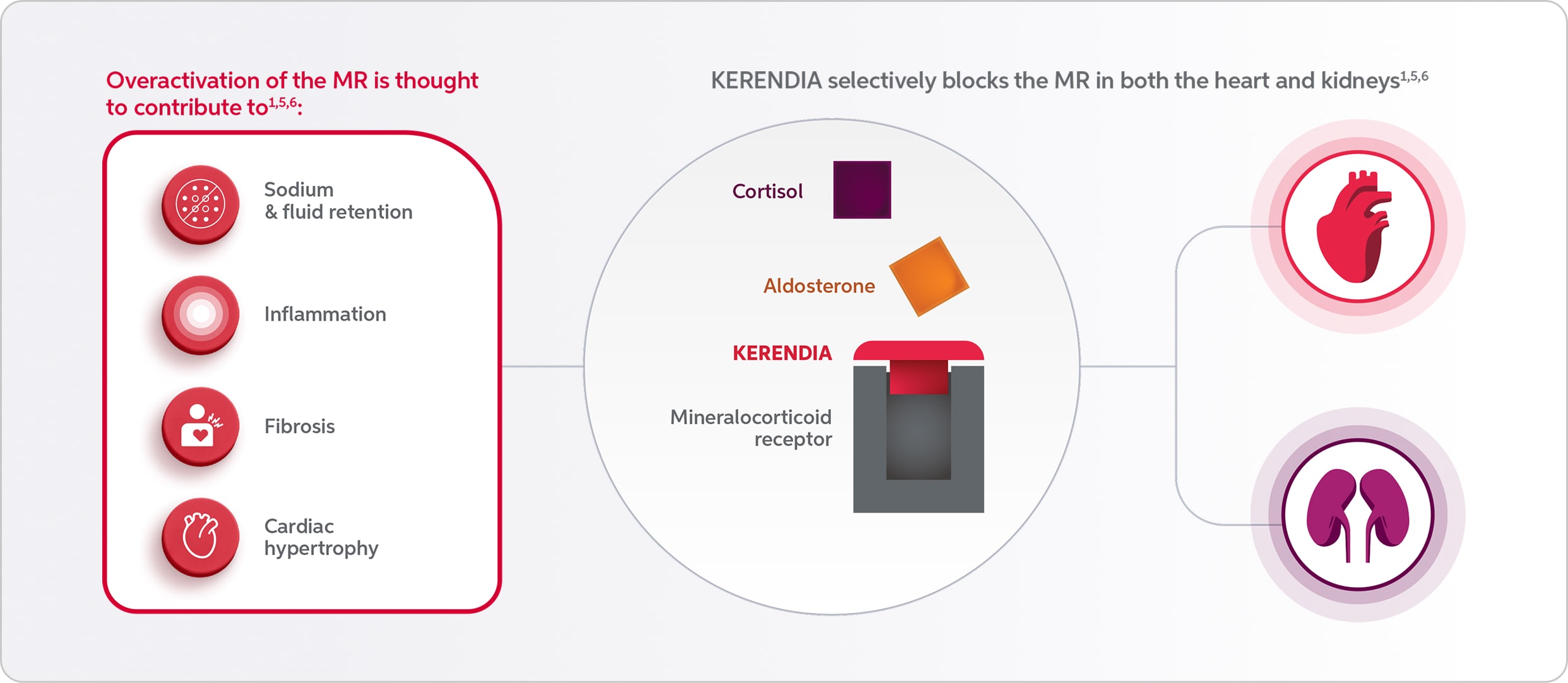 Illustration of KERENDIA (finerenone) selectively blocking MR overactivation in the heart and kidneys